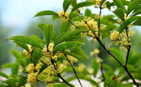 桂樹種植|家庭園藝－桂花